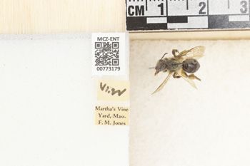Media type: image;   Entomology 773179 Aspect: Labels